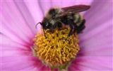 Láska Bee Květina tapetu (2) #20