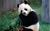 Panda wallpaper album