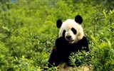 Panda wallpaper album #8