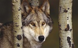 Wolf Album Wallpaper #12