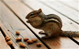 귀여운 다람쥐 벽지 #5