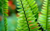 Vista Wallpaper plantes (8)