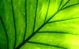 Vista Plant wallpaper (9) #10