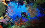Marine Life Wallpaper výběr (1) #19