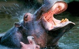 Hippo Photo Wallpaper #1