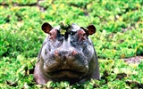 Hippo Photo Wallpaper