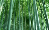 Fond d'écran de bambou vert #3