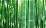 Fond d'écran de bambou vert #4