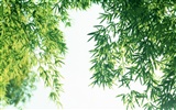 Fond d'écran de bambou vert #5