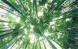 Fond d'écran de bambou vert #8
