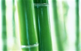 Fond d'écran de bambou vert #9