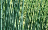 Fond d'écran de bambou vert #11