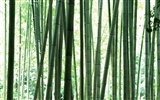 Fond d'écran de bambou vert #12