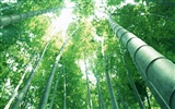 Fond d'écran de bambou vert #14