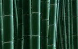 Fond d'écran de bambou vert #16
