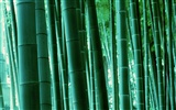 Fond d'écran de bambou vert #17