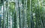 Fond d'écran de bambou vert #18