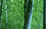 绿色竹情壁纸专辑19