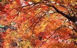 Leaves HD Wallpapers Album #20