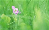 Soft Focus květina Tapeta #9