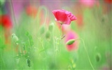 柔焦朦胧浪漫花卉壁纸10