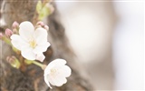 Soft Focus květina Tapeta #14