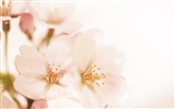 Soft Focus květina Tapeta #15