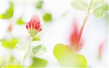Soft Focus květina Tapeta #17