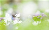 Soft Focus květina Tapeta #5913