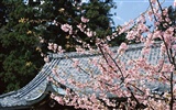 京都、日本、風景壁紙 #14