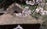 Kyoto, Japon, Fonds d'écran Paysage #15