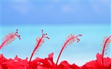 몰디브 물과 푸른 하늘 #8