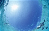 Maldivas agua y el cielo azul #28