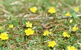 Wildflower Hintergrundbilder #2