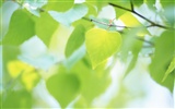 Čerstvé zelené listy tapetu (2) #8