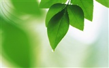Čerstvé zelené listy tapetu (2) #19