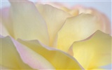 Hermoso fondo de pantalla Flores (2) #5