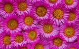 Hermoso fondo de pantalla Flores (3) #36