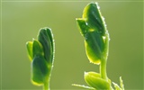 Sprout Blätter HD Wallpaper (1) #3