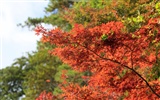 日本之旅：六甲山之紅葉 #3