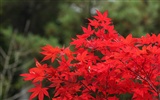 日本之旅：六甲山之紅葉 #4