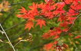 日本之旅：六甲山之紅葉 #5