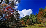 Japan Tour: Rokko Mountain leaves #10
