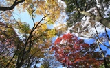 Japan Tour: Rokko Mountain leaves #11