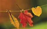 Thick autumn scenery wallpaper