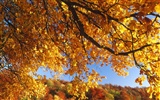 Dickes Herbstlandschaft Tapete #8