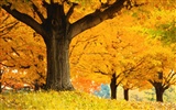 厚の秋の風景の壁紙 #10