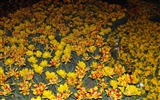 HD Wallpaper mit bunten Blumen #17