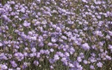 HD wallpaper květy velké žíly #10