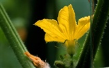 Rostlinné Veletrh (Minghu Metasequoia práce) #2